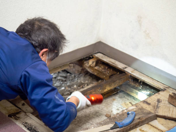 Certified Mold Removal in Eagle, ID