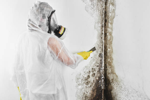 Best Mold Damage Repair  in Eagle, ID