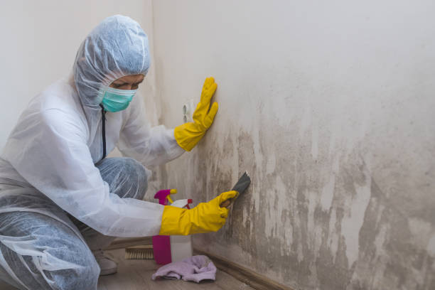 Best Toxic Mold Removal  in Eagle, ID