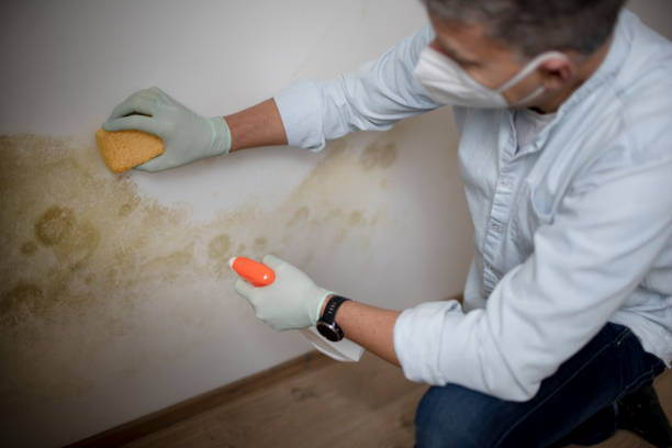 Best Local Mold Removal Service  in Eagle, ID
