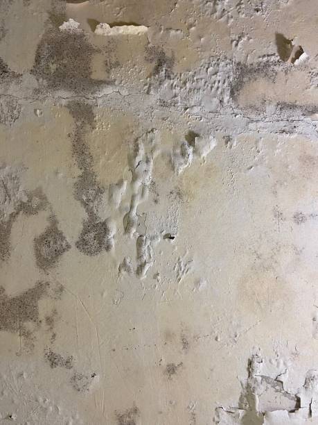 Best Mold Remediation  in Eagle, ID