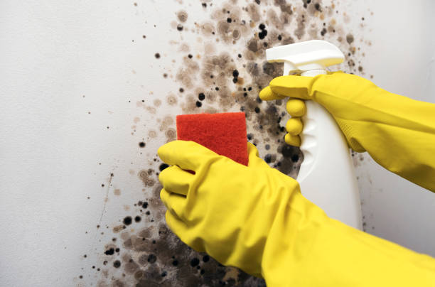 Best Certified Mold Removal  in Eagle, ID