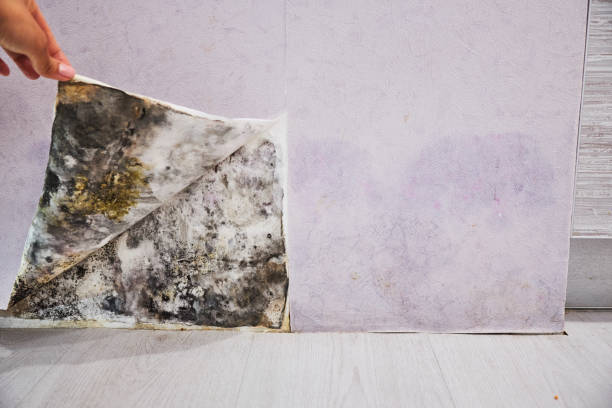 Best Mold Inspection  in Eagle, ID